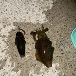 タチウオ不発　新子アオリイカ